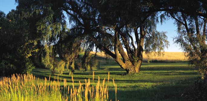 Country Scene
